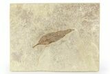 Fossil Leaf - Green River Formation, Utah #256822-1